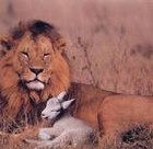 Picture for song 'I'd Love To Have A Lion (2007)' by artist 'Robin And The Giant'