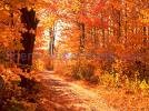 Picture for song 'In The Fall' by artist 'Robin And The Giant'