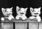 Picture for song 'Cats' by artist 'Roger John'
