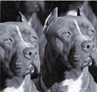 Picture for song 'Rhyme 4 Reason Part 2 (D.B.P) (2007)' by artist 'RuffNick'