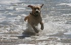 Picture for song 'IT'S THE SHORE' by artist 'SEAN CHRIST'