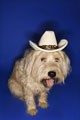 Picture for song 'Keep On Travelin'' by artist 'Second-Hand Mutt'