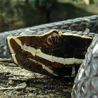 Picture for song 'FOCUSED (ROUGH VOCALS)' by artist 'Sectacide'