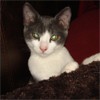Picture for song 'Siamese Kitty' by artist 'Signius'