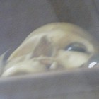 Picture for song 'The SociopathS.mp3' by artist 'SociopathS The Degeneration'