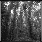 Picture for song 'Like I Do' by artist 'Souls of The Arena'