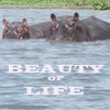 Picture for song 'Beauty of Life' by artist 'Streeter and Tang'