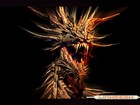 Picture for song 'Alpha-Omega' by artist 'STRICK9'