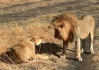 Picture for song 'Lions (tread on)' by artist 'strongback'