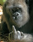 Picture for song 'jk(kk?)' by artist 'Summoned Monkey'