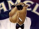 Picture for song 'Camel Funk' by artist 'Tha ASK'