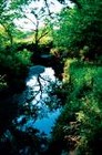 Picture for song 'Love Springs' by artist 'The Al Love Experience'