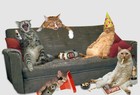 Picture for song 'PARTY ANIMALS.mp3' by artist 'THE BEAT RATCHETS'