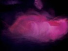 Picture for song 'Fire In My Fire (Remixed)' by artist 'The Markdanyells'