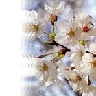 Picture for song 'Yesterday's Mood Today's Melody' by artist 'The Markdanyells'