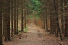 Picture for song 'My Path' by artist 'Thematic Muzik'