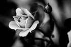 Picture for song 'Bittersweet Sorrow' by artist 'TigerShadow'