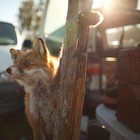 Picture for song 'Jennifer (Bert Sommer Cover)' by artist 'Tim Green'
