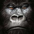 Picture for song 'rumble in the jungle' by artist 'tommygunz601'