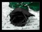 Picture for song 'Black Roses - KandyMan' by artist 'TruthNLoyalty'