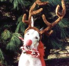 Picture for song 'A Non-Newtonian Christmas' by artist 'Turquoise Rose'