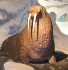 Picture for song 'I am Walrus (vox)' by artist 'Velvet Rose'