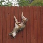 Picture for song 'Coyote Falls' by artist 'Wahi' and The Natives Have Spoken'