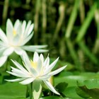 Picture for song 'Mermaid' by artist 'WELICORUSS'