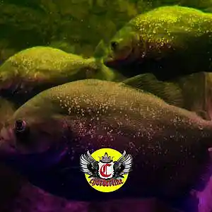 Picture for song 'PIRANHA (The Weeknd Type Beat)' by artist 'Chorderline'