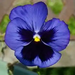 Picture for song 'Élégie pour cordes' by artist 'Christian Faivre'