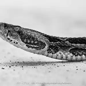 Picture for song 'Rattle Snake' by artist 'NCsFinest97'