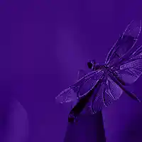 Picture for song '(NEW) Dragon Fly ' by artist 'LEXI BANKS'