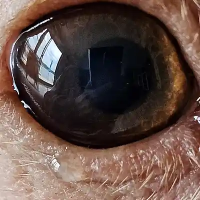 Picture for song 'Only Love Can Break A Heart' by artist 'Dave Dunklee'