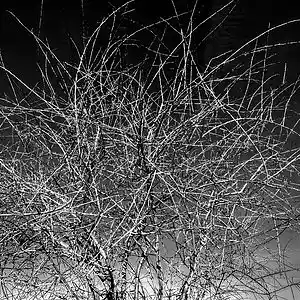 Picture for song 'Synthetic' by artist 'O5MO515'