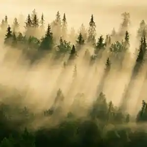 Picture for song 'Chill Forest' by artist 'StoneBoy'