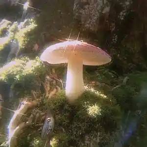 Picture for song 'Shrooms (1+1 FREE)' by artist 'Tarsan'