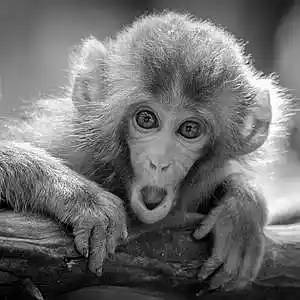 Picture for song 'MADRE MIA Guitar hip hop Beat' by artist 'Zalfprod'