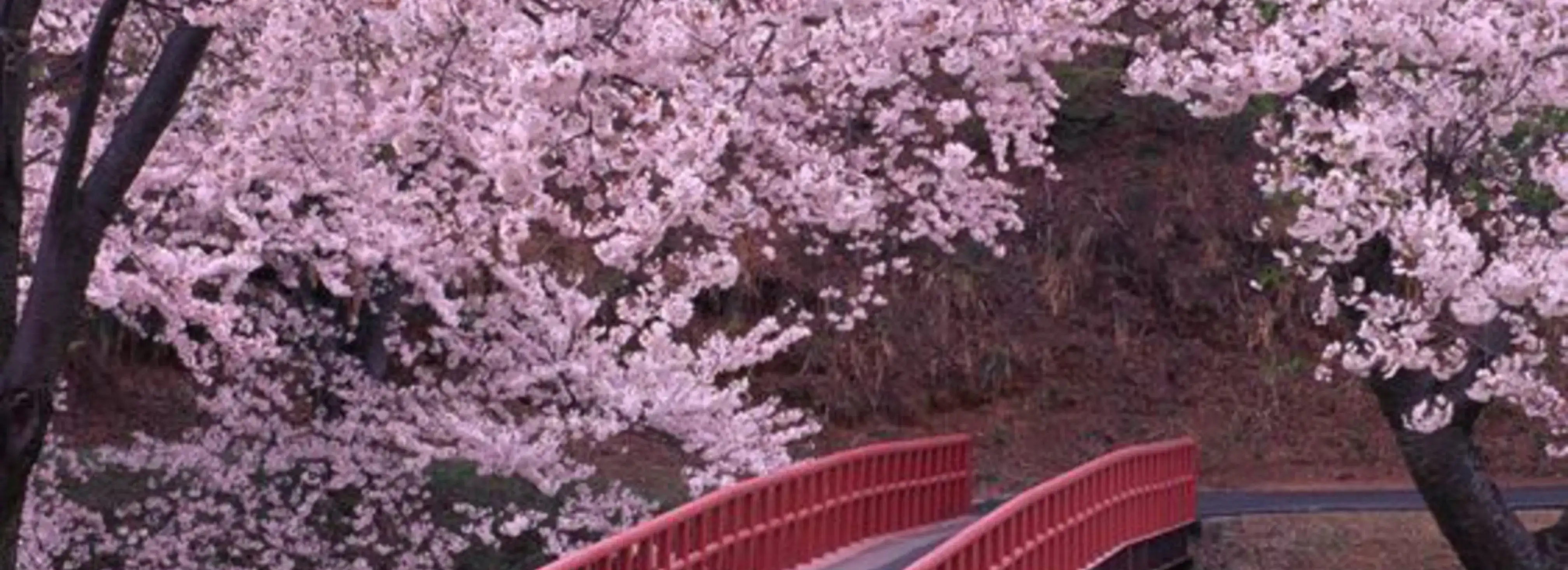 cover pic