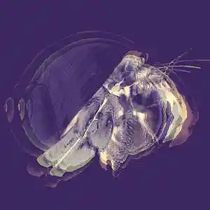 Picture for song 'Hermit (Blac Youngsta Type Beat) - Devezin.com' by artist 'Devezin'