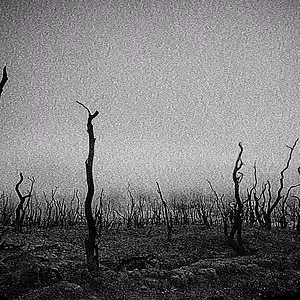 Picture for song 'FOREST' by artist 'DSHS'