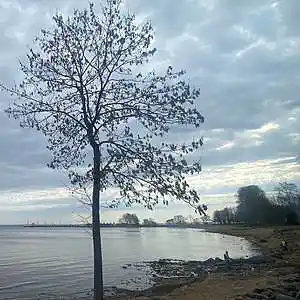 Picture for song 'The wind in the tree' by artist 'Ivan de Monbrison'