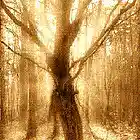 Picture for song 'Something' by artist 'Thomas von Zig'