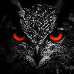 Picture for song 'Owl' by artist 'kebety katma'