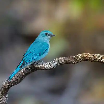 Picture for song 'blue bird' by artist 'ziad'