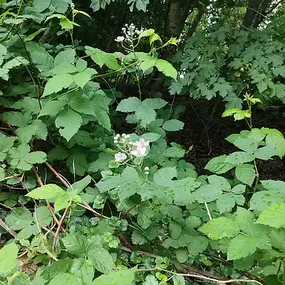 Picture for song '20240612_165434_Nur_Mut_allah__FS_SWT' by artist '786 scheint-Al'lahs Bande'