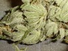 Picture for song 'Budsmokaz 4 Life' by artist '805 KLIK'