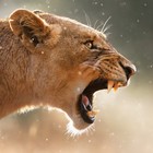 Picture for song 'YZ - NEW SCHOOL - Como Fue? (Say What?)' by artist '809 TEAM'