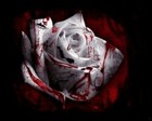 Picture for song 'The bi*** Lied f/ Graverobba Chaotik' by artist 'Agent Bones'
