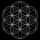 Picture for song 'the shed 431595' by artist 'ahnshsom'