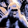 Picture for song 'Congo' by artist 'Alex Spalding'